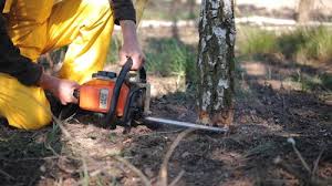 Professional Tree Removal and Landscaping Services in Bertsch Oceanview, CA